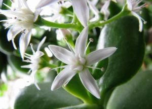 White jade flower - myLusciousLife.com.jpg